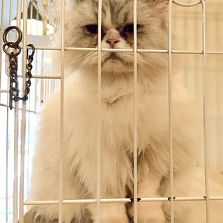 ペルシャ猫｢はばねろ｣ 19c963