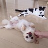 ミルクいぬ