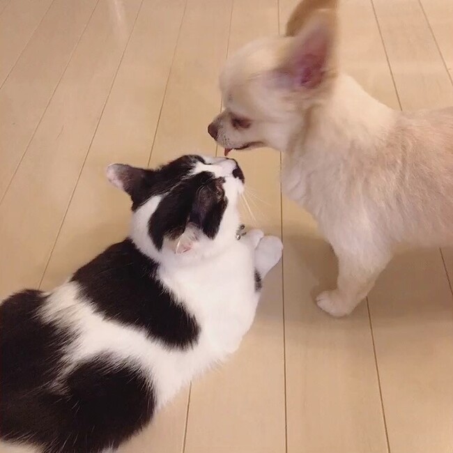 ミルクいぬのカバー写真