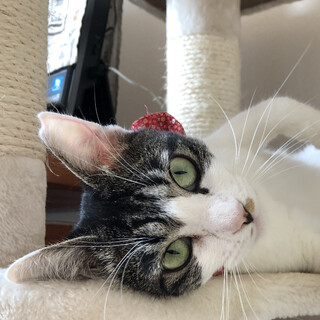 川崎より、おめめパッチリの美人猫