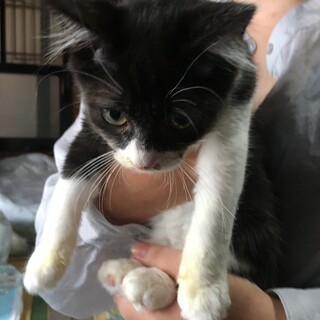 急募