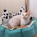 甘えん坊で穏やかな性格‼︎