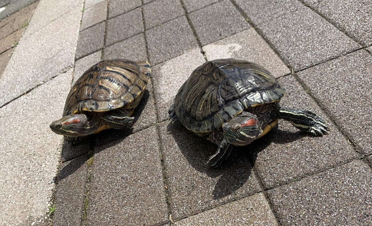 ミドリガメ2匹です 青森県 爬虫類 他の里親募集 ペットのおうち 月間利用者150万人 ミドリガメ2匹です 青森県 爬虫類 他の里親募集 ペットのおうち 月間利用者150万人