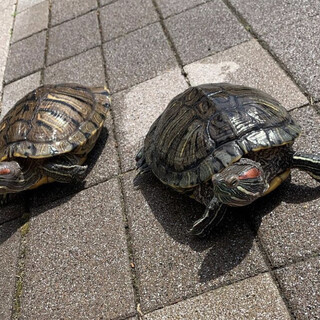 ミドリガメ2匹です