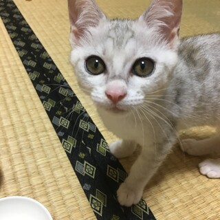 トライアル中☆ねずちゃん