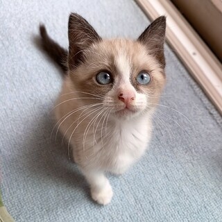 キュートなブルーアイ❣ターくんです❣