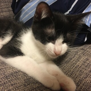 可愛いハチワレ☆てつくん