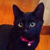 黒猫御飯