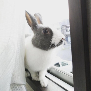 3か国語が喋れるチャーリー