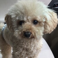 きなこ