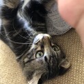 留守番上手長毛ちゃんとキジトラちゃん姉妹