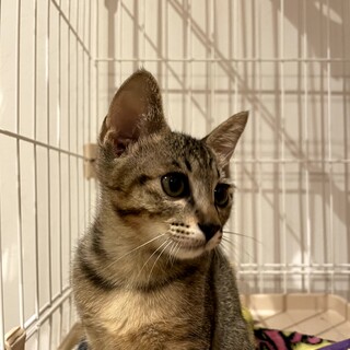 キジ猫　ゆずちゃん