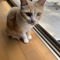 にゃんちゅう