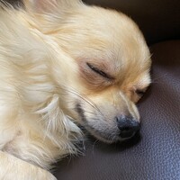 シュシュ