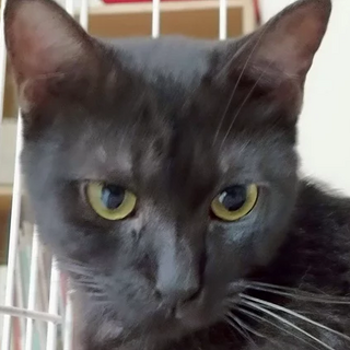 黒猫「こう」  19s680