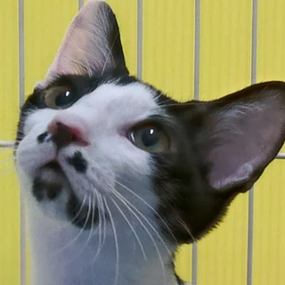 ぶち猫｢あまつか｣ SKU： 20c52