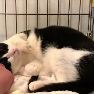 ぶち猫｢やまださん｣20s33