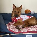 甘えん坊な美犬さん、サリーちゃん
