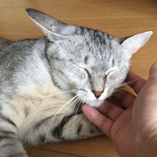 子育て頑張った優しいママ猫☆わさびちゃん
