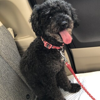 黒いトイプードルエレちゃん　里親様決まりました