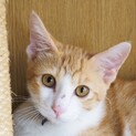 飼い猫修行中　イケメンのエドくん