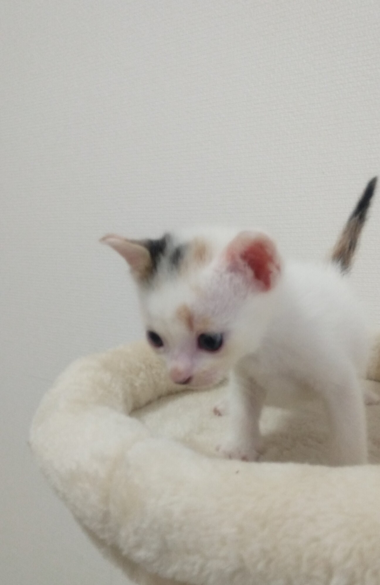 白多め綺麗な三毛猫さん 神奈川県 猫の里親募集 ペットのおうち 月間利用者150万人