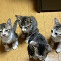 キジトラ兄弟