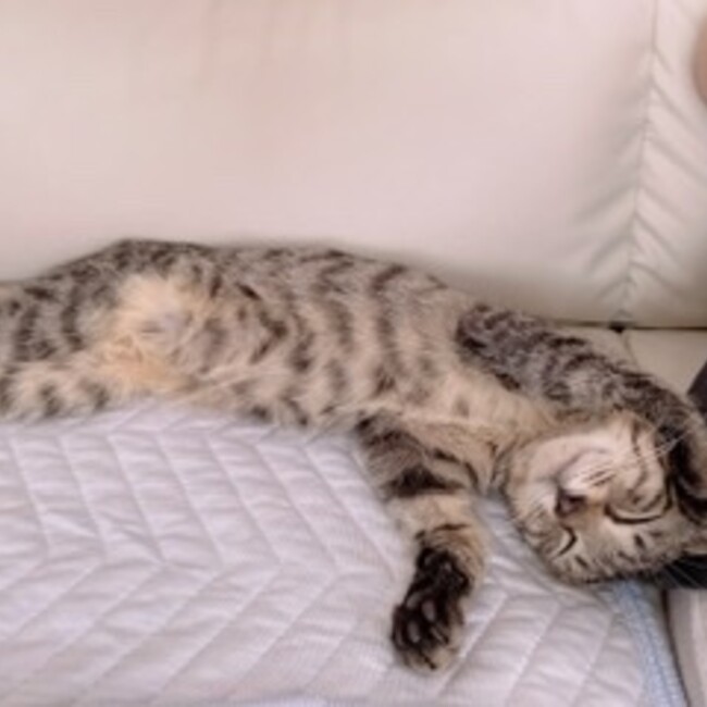 ゆぽこにゃんのカバー写真