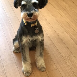 甘ったれなシュナウザー♀まゆチャン