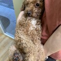 美人なレッドのトイプードル　ロッシーちゃん♪