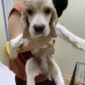 かわいくて人懐こいコッカーのビーくん