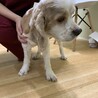 かわいくて人懐こいコッカーのビーくん サムネイル2