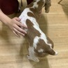 かわいくて人懐こいコッカーのビーくん サムネイル3