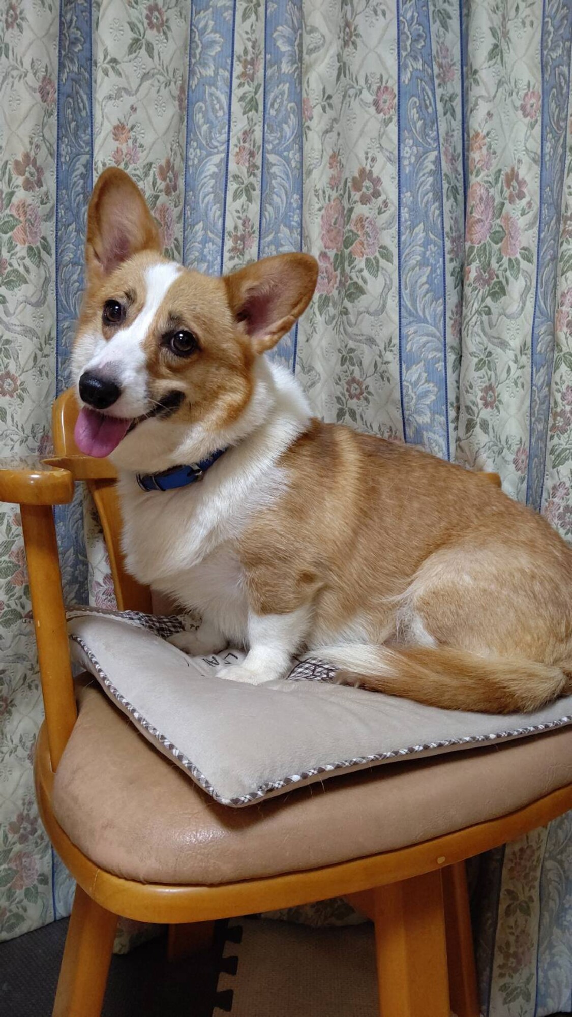 コーギー はな ３才 愛知県 犬の里親募集 ペットのおうち 月間利用者150万人