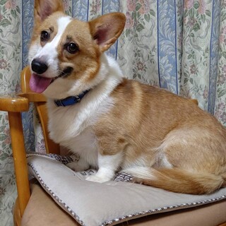 コーギー『はな』♀️３才