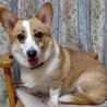 コーギー『はな』♀️３才 サムネイル2