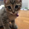 可愛いキジトラの男の子です♪