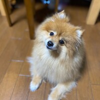 ぽん太