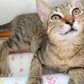 保護猫 キジトラ ♂