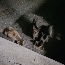 にゃんず