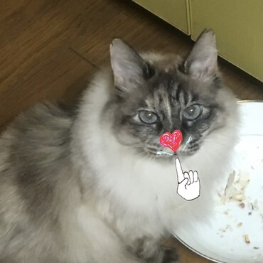 かつおぶし（猫用、減塩）が大好き！