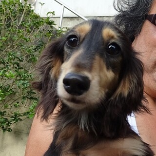 Mダックス、ロングヘア―、ブラックタンのオス