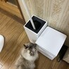 にゃんだ？