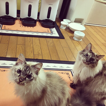 カリカリマシーン入手