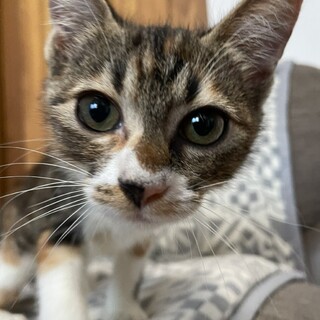 【マノア】】おかげさまで里親様が決まりました。