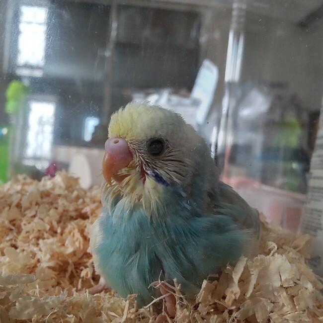 しゃいのカバー写真