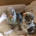 セキセイインコの雛です