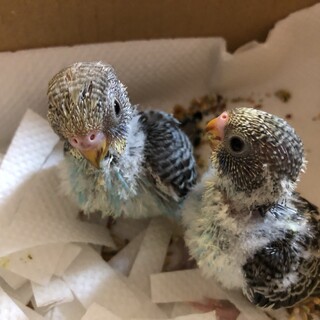 セキセイインコの雛です