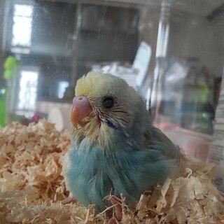 可愛い雛のセキセイインコちゃんです！