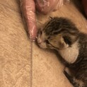 手のひらサイズの子猫ちゃん！